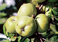 Саженцы сорта яблони Антоновка