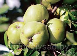 Саженцы сорта яблони Антоновка - фото 1 - id-p7351503