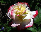 Роза чайно-гибридная DOUBLE  DELIGHT, фото 2