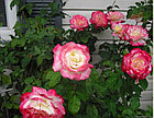 Роза чайно-гибридная DOUBLE  DELIGHT, фото 4