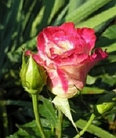 Роза чайно-гибридная DOUBLE  DELIGHT, фото 5
