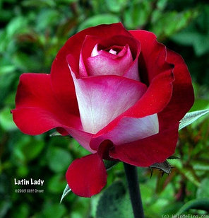 Роза чайно-гибридная Latin Lady