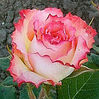 Роза чайно-гибридная DUETT, фото 2
