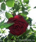 Роза плетистая GUINEE, фото 4