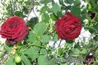 Роза плетистая GUINEE, фото 5