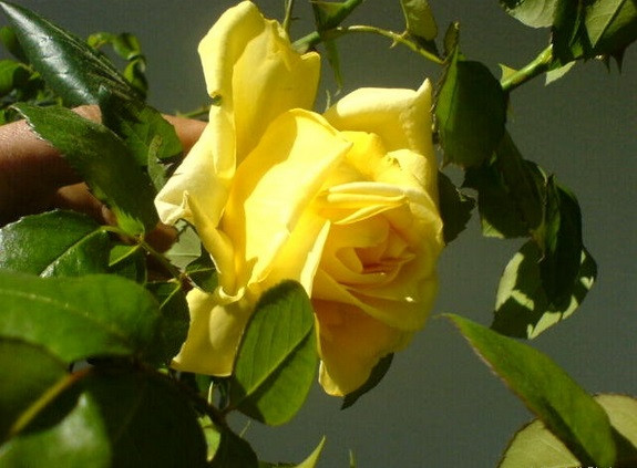Роза плетистая LANDORA CL
