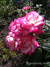 Роза плетистая Handel, фото 4