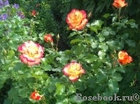 Роза парковая BONANZA, фото 3