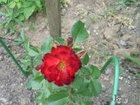 Роза парковая BENVENUTO, фото 3