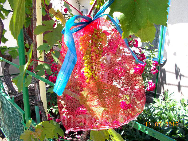 Защитная сетка для винограда от ос и птиц, 22х30 см на 2 кг (50 шт) - фото 3 - id-p119366553