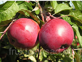Саженцы сорта яблони Дарунок