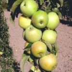 Саженцы колоновидной яблони сорт Малюха
