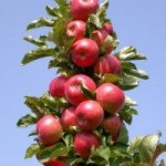 Саженцы колоновидной яблони сорт Останкино