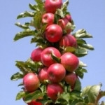 Саженцы колоновидной яблони сорт Останкино - фото 1 - id-p7398557