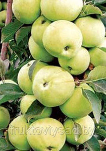 Саженцы колоновидной яблони сорт Медок - фото 1 - id-p7398574