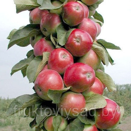 Саженцы колоновидной яблони сорт Валюта