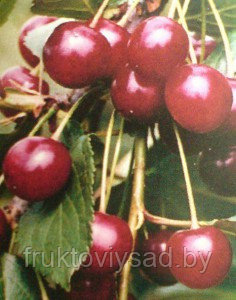Саженцы сорта вишни Лутовка