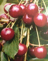 Саженцы сорта вишни Лутовка