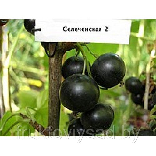 Саженцы сорта смородины черной Селенчинская 2