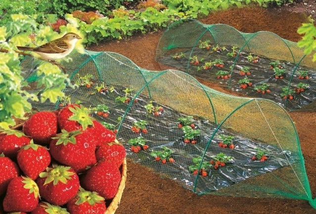 Сетка садовая для защиты урожая от птиц - фото 2 - id-p119846309