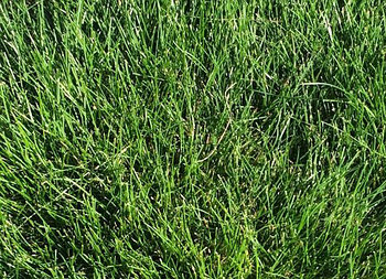 Семена овсяницы красной Реверент 1кг.