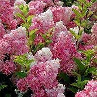 Гортензия метельчатая Ванилла Фрейз (Hydrangea paniculata Vanille Fraise) C2