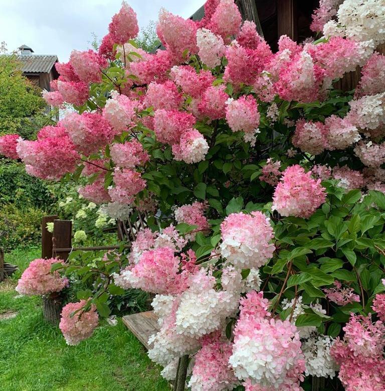 Гортензия метельчатая Ванилла Фрейз (Hydrangea paniculata Vanille Fraise) C2 - фото 3 - id-p120285354