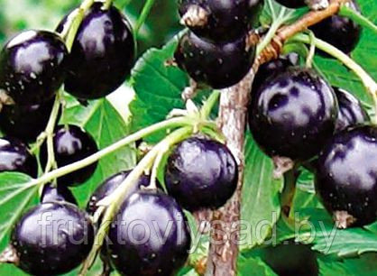Саженцы сорта смородины черной Катюша