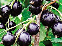 Саженцы сорта смородины черной Катюша