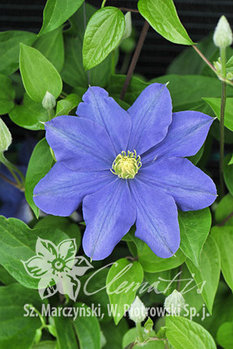 Клематис Fujimusume (Фуйимусум)