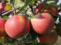 Саженцы сорта яблони Лигол