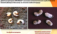 Биопрепарат Мелобасс (1 литр) Beauveria bassiana (Bals.) Vuill, фото 3