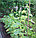 Сетка шпалерная для поддержки вьющихся растений 2м х 10м, фото 2