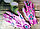 Перчатки нейлоновые тонкие, садовые, с полимерным покрытием ладони и пальцев Белые с лиловым, фото 6