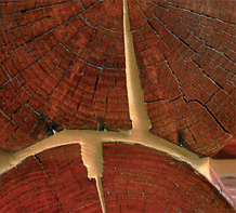 Шпатлевки Герметики для дерева и деревянных конструкций
