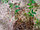Саженцы  сорта летней малины Метеор, фото 2
