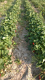Рассада земляники садовой (клубники) сорта Роксана, фото 4