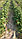Рассада земляники садовой (клубники) сорта Роксана, фото 4