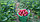 Рассада земляники садовой (клубники) сорта КОРОНА, фото 3