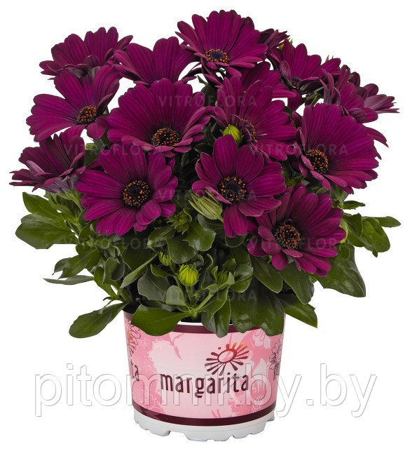 Остеоспермум Margarita Purple d10 - фото 1 - id-p121329342