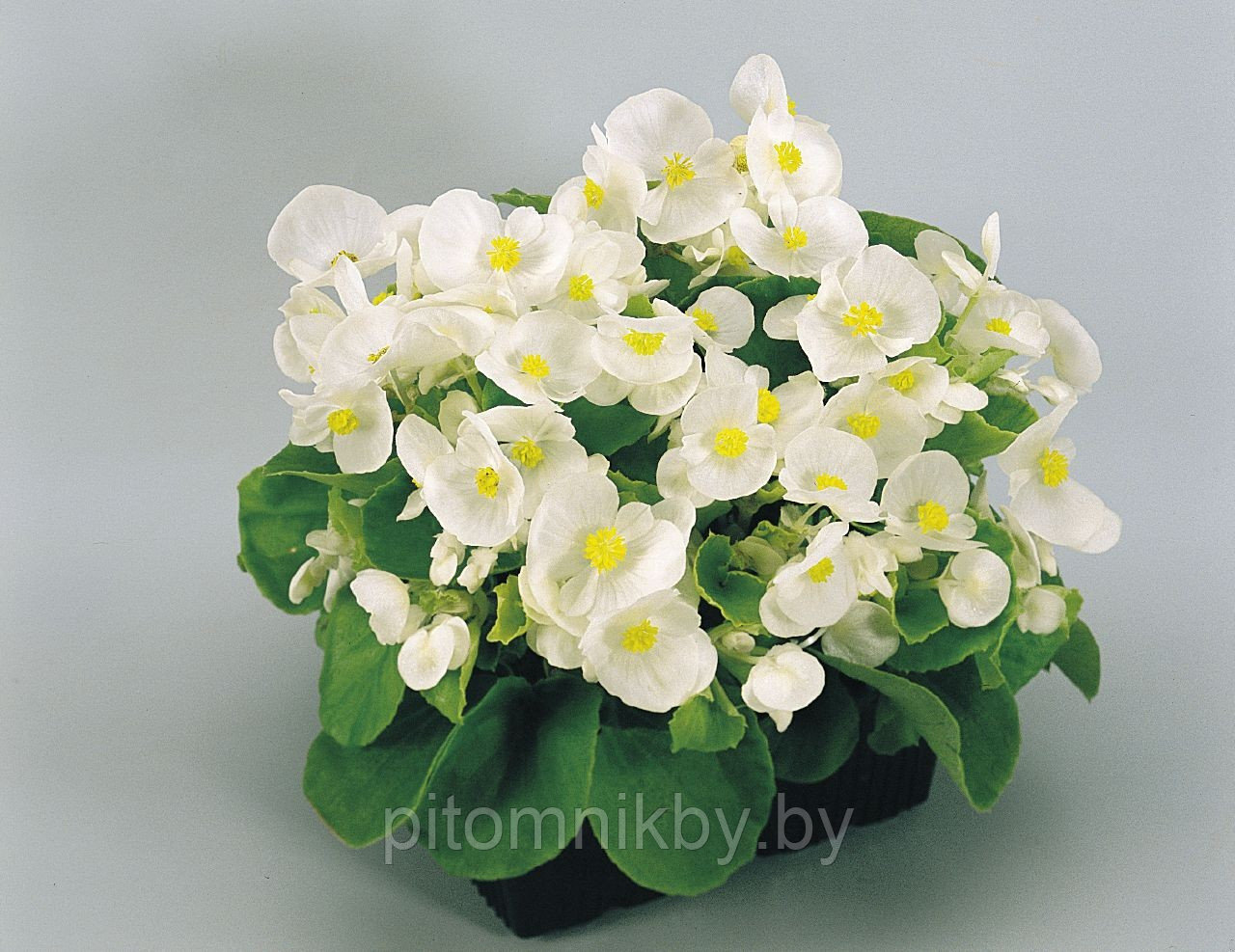 Бегония вечноцветущая Super Olympia White d8