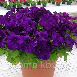 Петуния MAMBO PURPLE d7