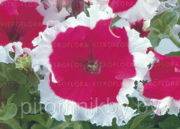 Петуния FESTIVAL CHERRY ROSE d7