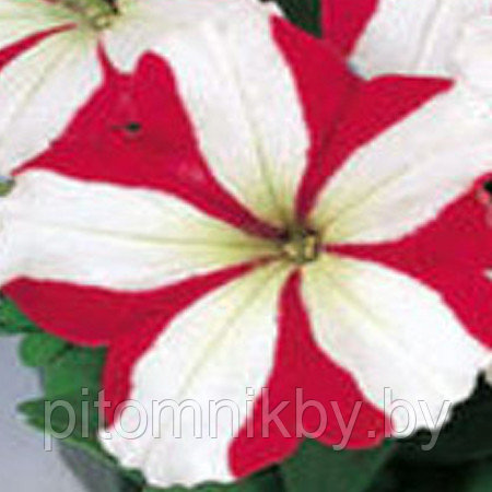 Петуния LIMRA ROSE STAR d8