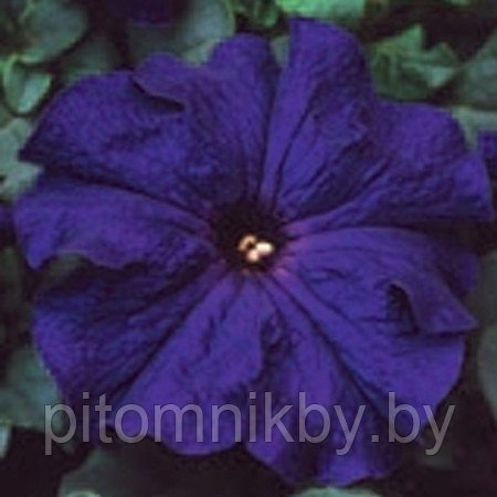 Петуния LUPO BLUE d7