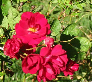 Роза парковая ORLEAN ROSE