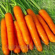 Гавриш Морковь Нантская 4
