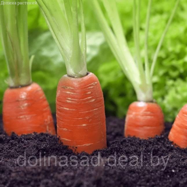 Агрофирма Поиск Морковь (Драже) Ромоса - фото 1 - id-p121894538