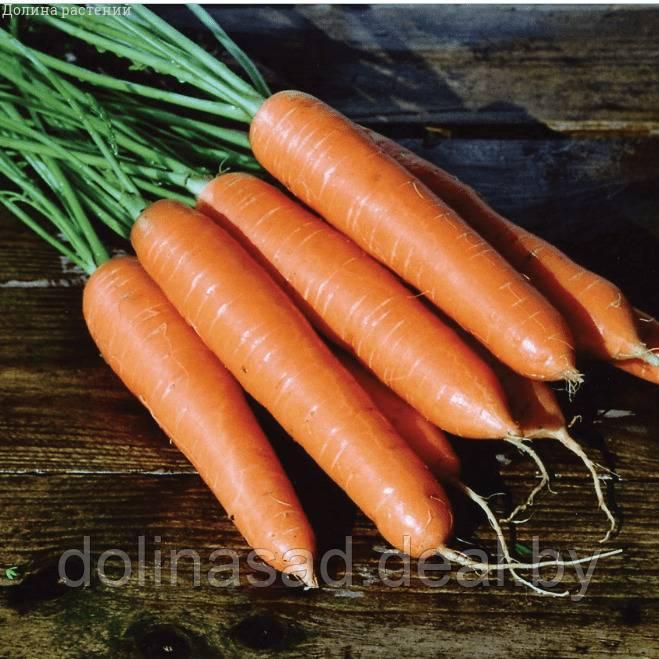 Агрофирма Поиск Морковь (Лента) Берликум Роял