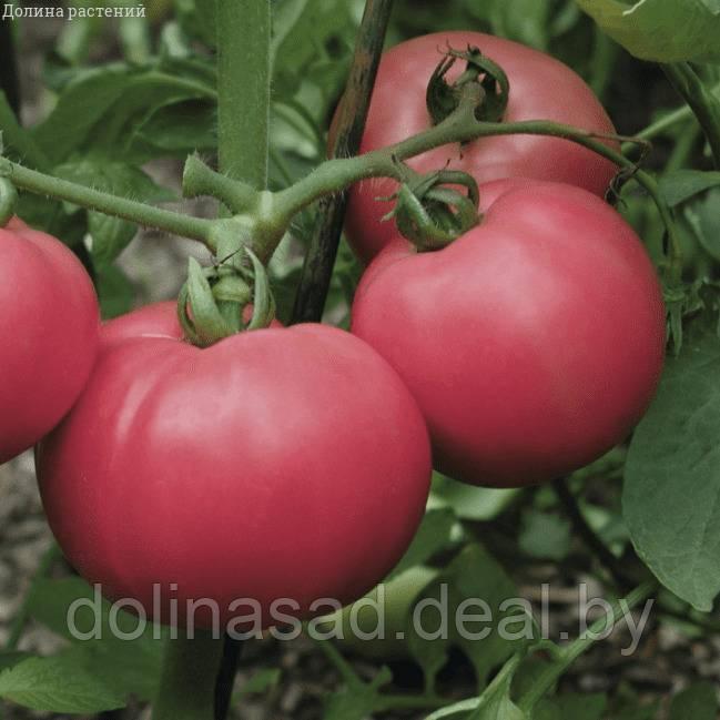 Агрофирма Поиск Томат Бренди розовый (А) - фото 1 - id-p121894570